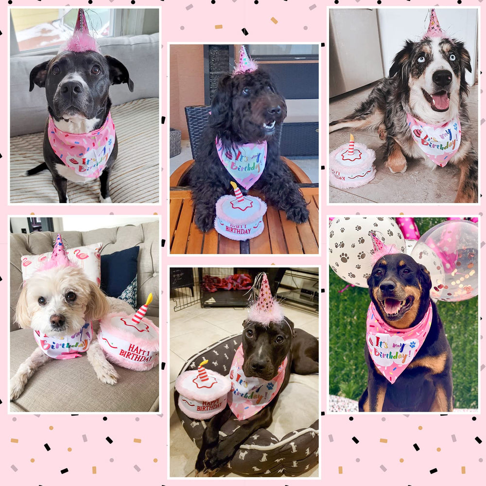 EXPAWLORER conjunto fiesta canina, set completo para celebrar.