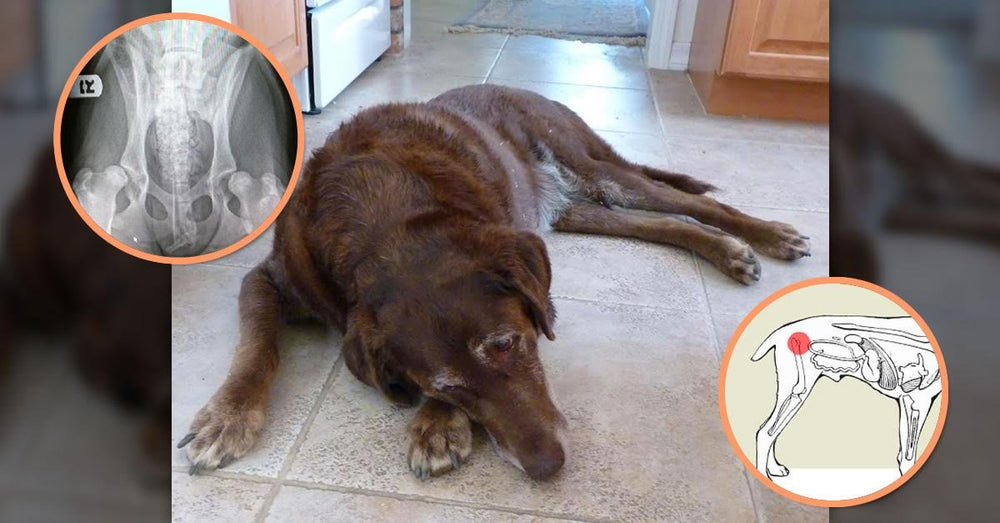 Extend Cuidado de Articulaciones para Perros: bienestar diario en paseos y juegos.
