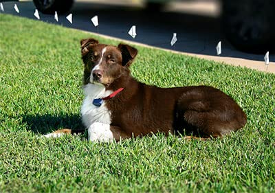 Correa Extreme Dog Fence con dos perforaciones a 1,25 pulgadas para ajuste cómodo