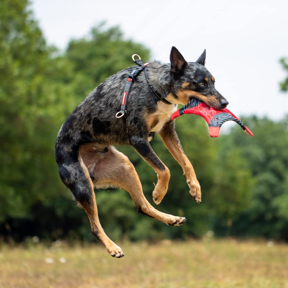 EzyDog Crosscheck: diseño cómodo y ergonómico para perros de todos los tamaños