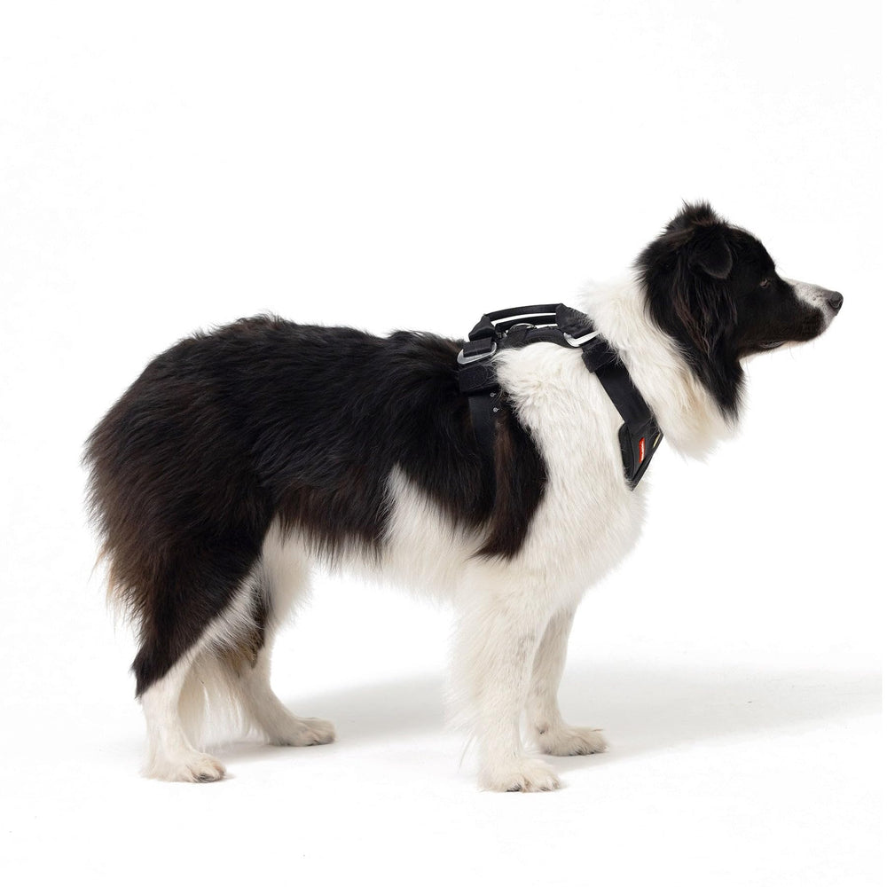 Ajuste personalizado de EzyDog Drive que se adapta al perro.