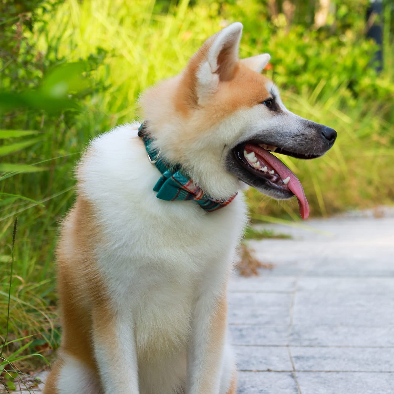 Collar Faleela de ajuste cómodo para cuello de perro