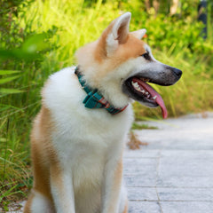 Collar Faleela de ajuste cómodo para cuello de perro