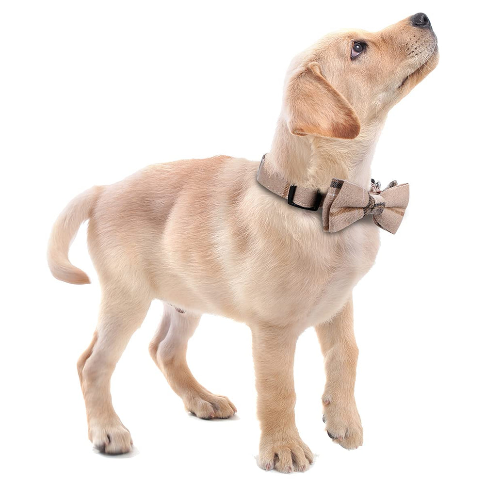 Collar con lazo de Faleela, perfecto para paseos y ocasiones especiales.