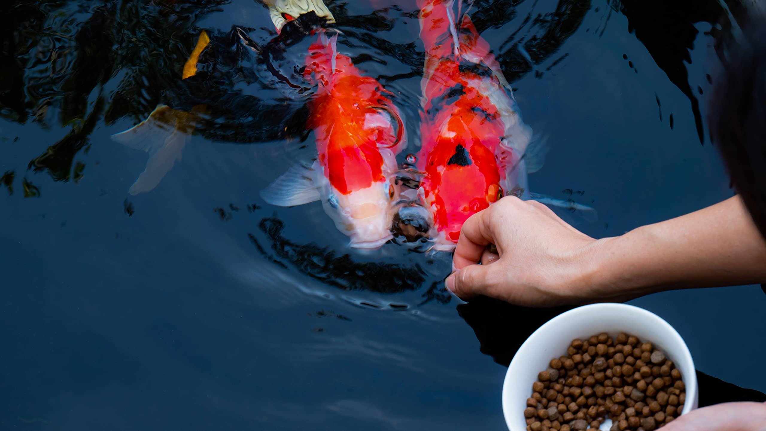 Pellets de FAMILY FARM AND FEED para peces, proteína y minerales clave.
