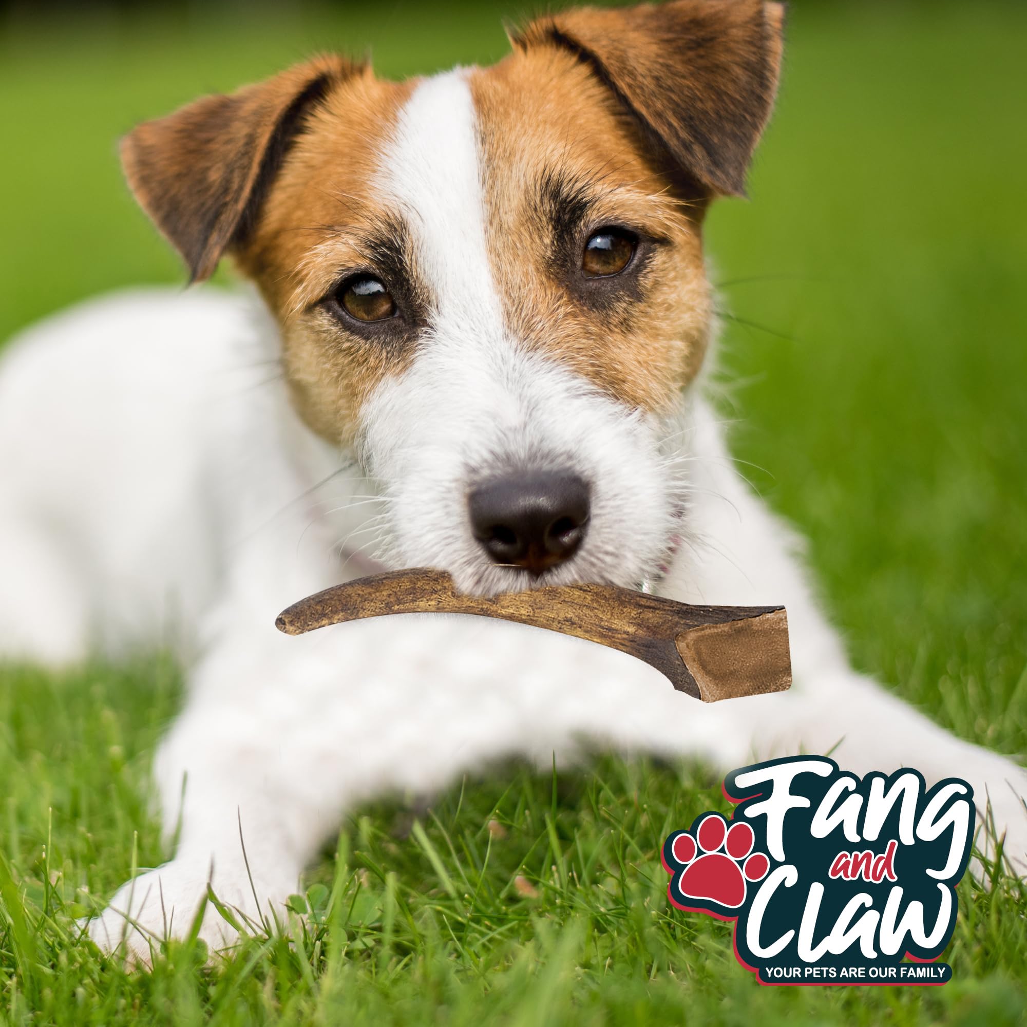 Fang and Claw: hueso natural de ciervo, contribuye a la higiene dental