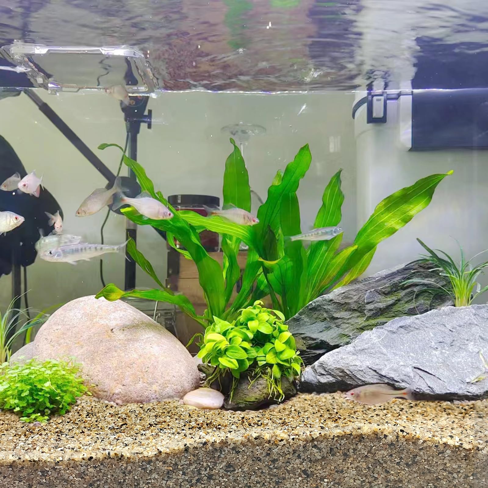 FANTIAN grava para jardín zen, opción de decoración calmada