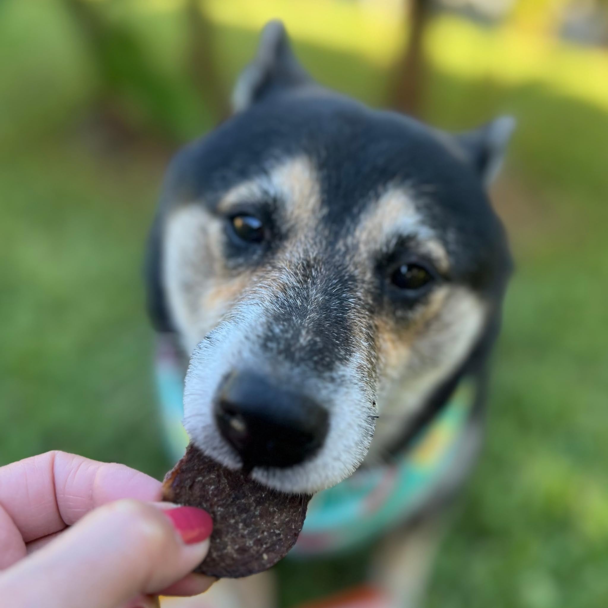 Farm To Pet snack para perros de todas las razas y tamaños.