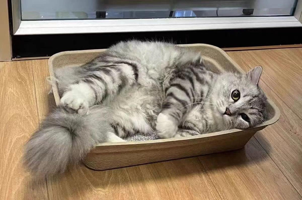Fatdaa caja-arena-desechable-tamano-grande, diseño espacioso para varias mascotas.