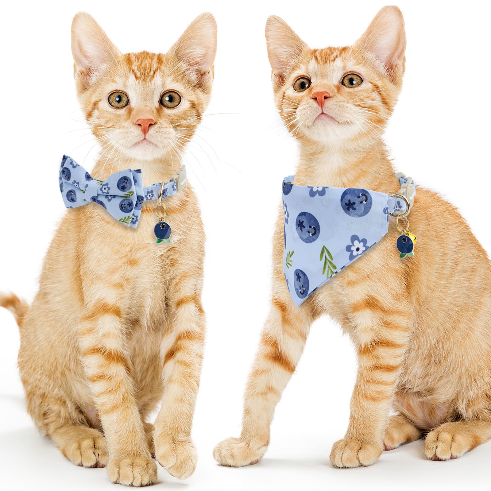 Gato usando collar Faygarsle azul, ideal para uso diario.
