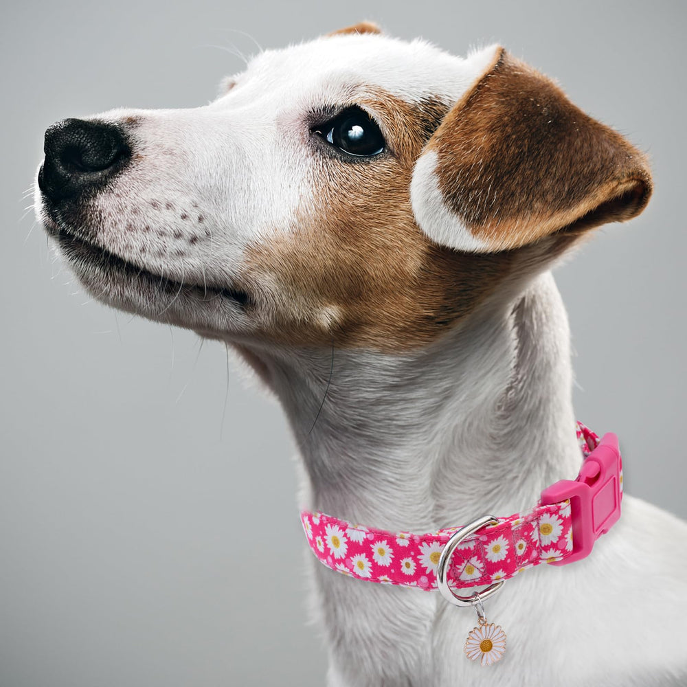Collar Faygarsle para perros pequeños, suave y cómodo para explorar