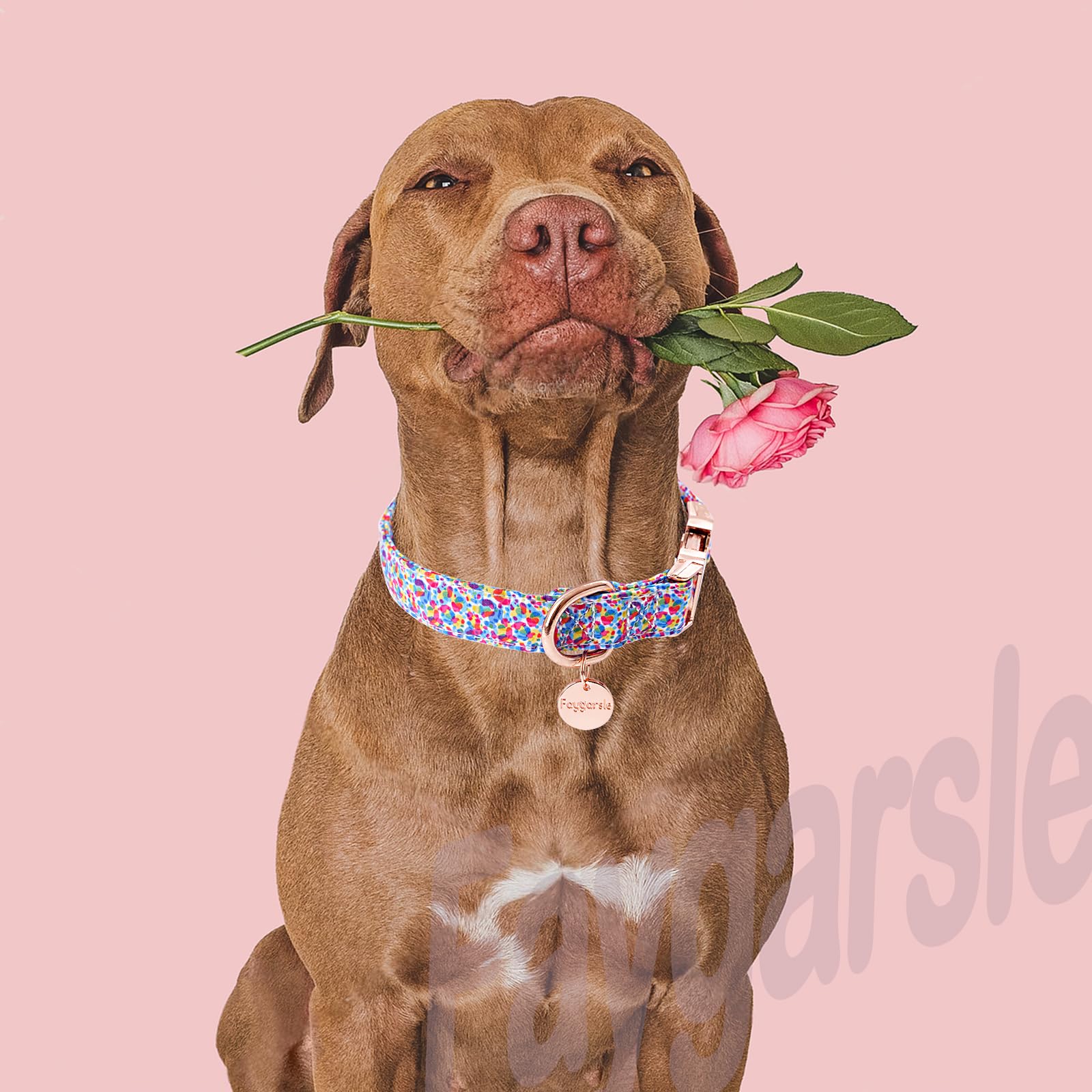Collar Faygarsle diseño llamativo para expresar personalidad de tu perro.