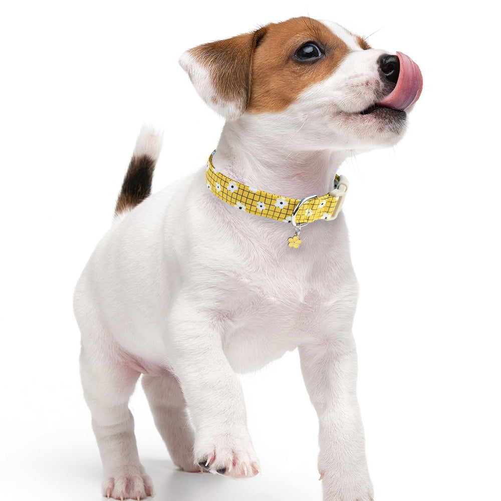 Collar Faygarsle con diseño veraniego floral para perros.