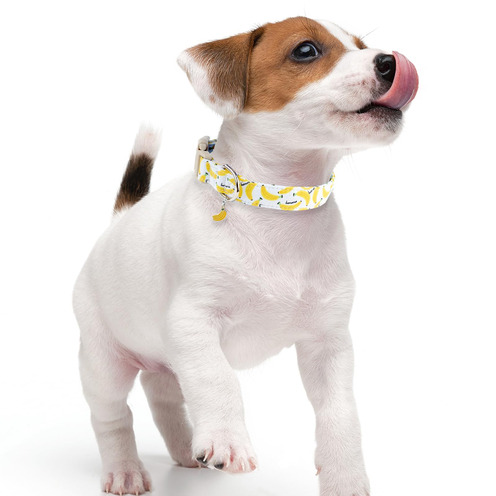 Collar Faygarsle tamaño L, ajustable para diversas razas y climas.