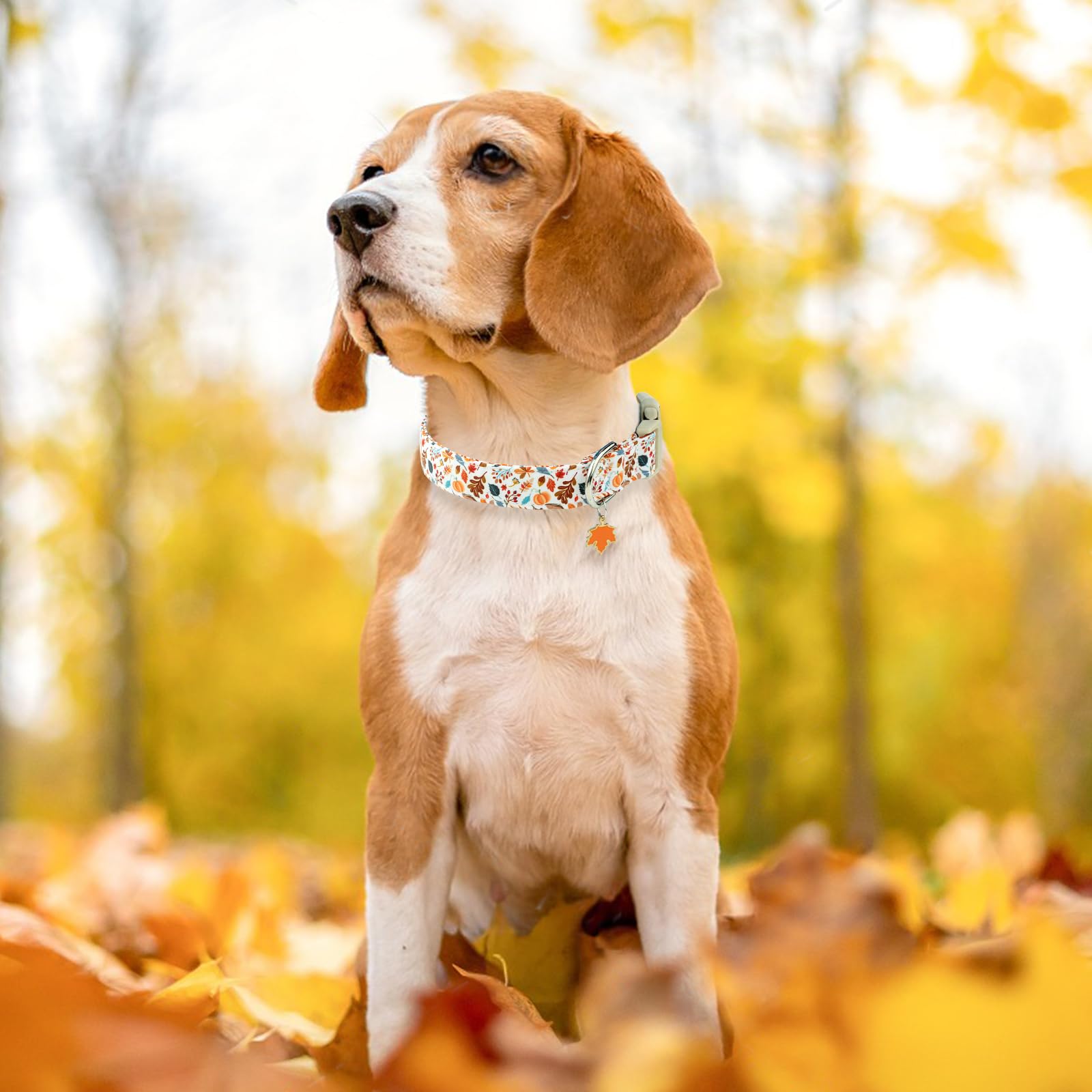 Collar Faygarsle para perros de varios tamaños, diseño otoñal
