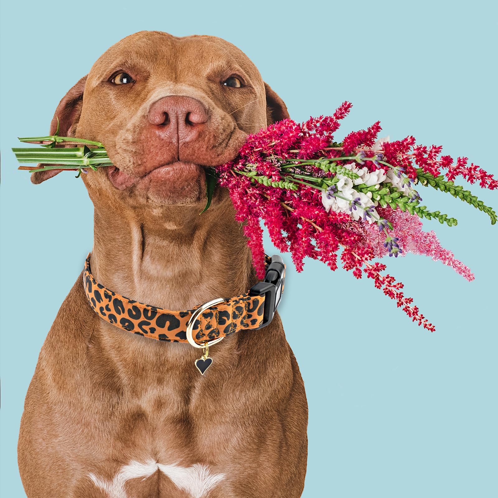 Collar Faygarsle Leopardo Marrón, uso diario cómodo, perfecto para perros de todas las tallas.