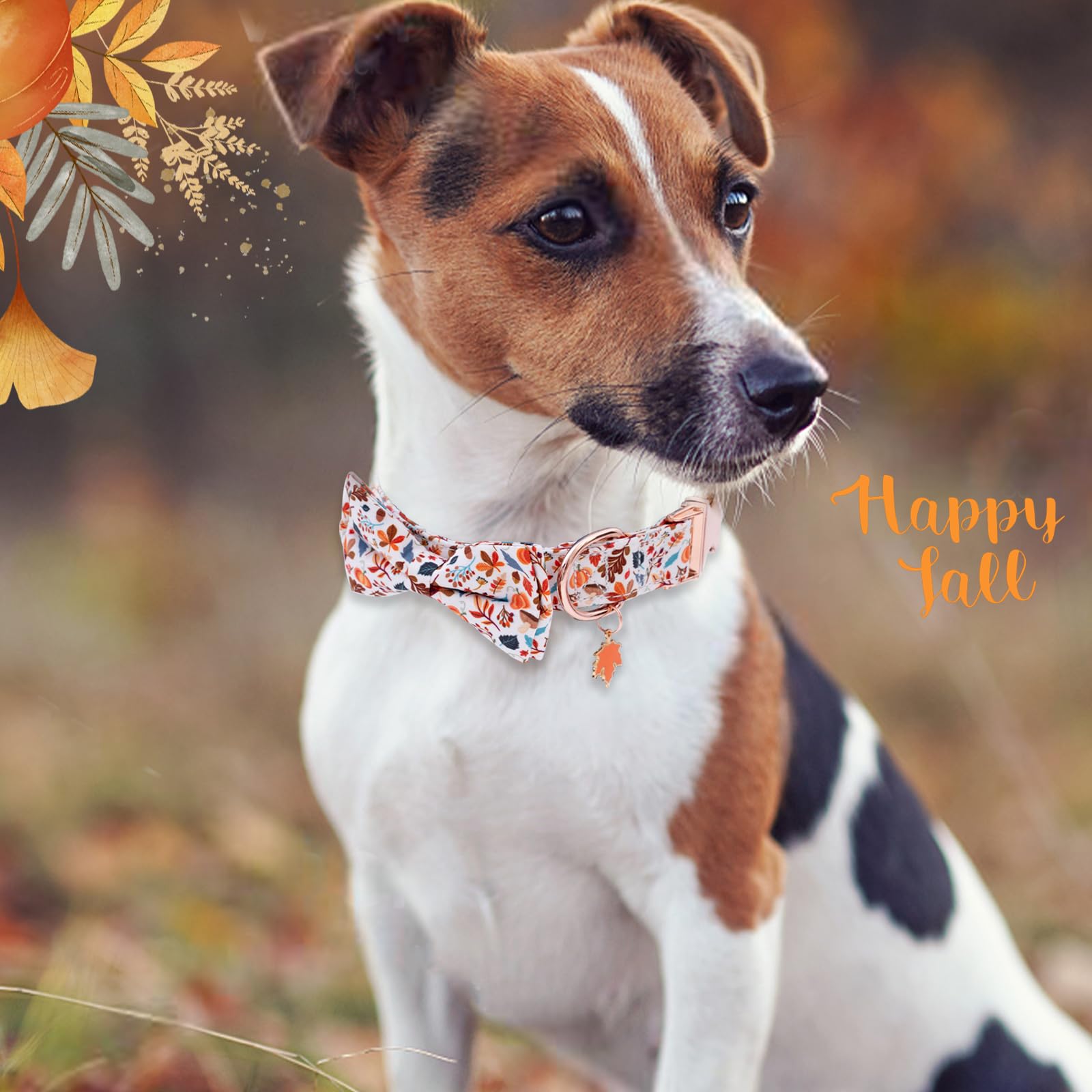 Faygarsle collar para perros de todos los sexos, estilo elegante para Halloween.