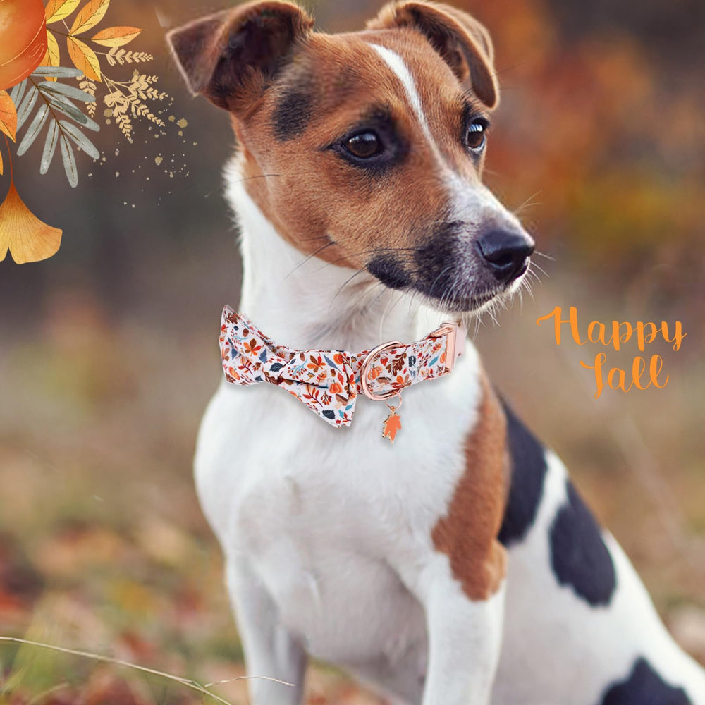 Faygarsle collar para perros de todos los sexos, estilo elegante para Halloween.