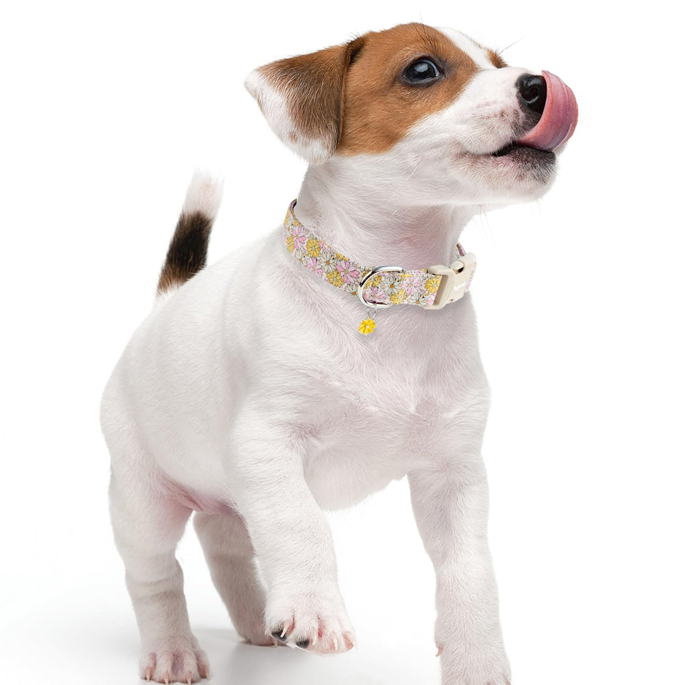 Collar Faygarsle para perros de todos los tamaños, cómodo y seguro para paseos.