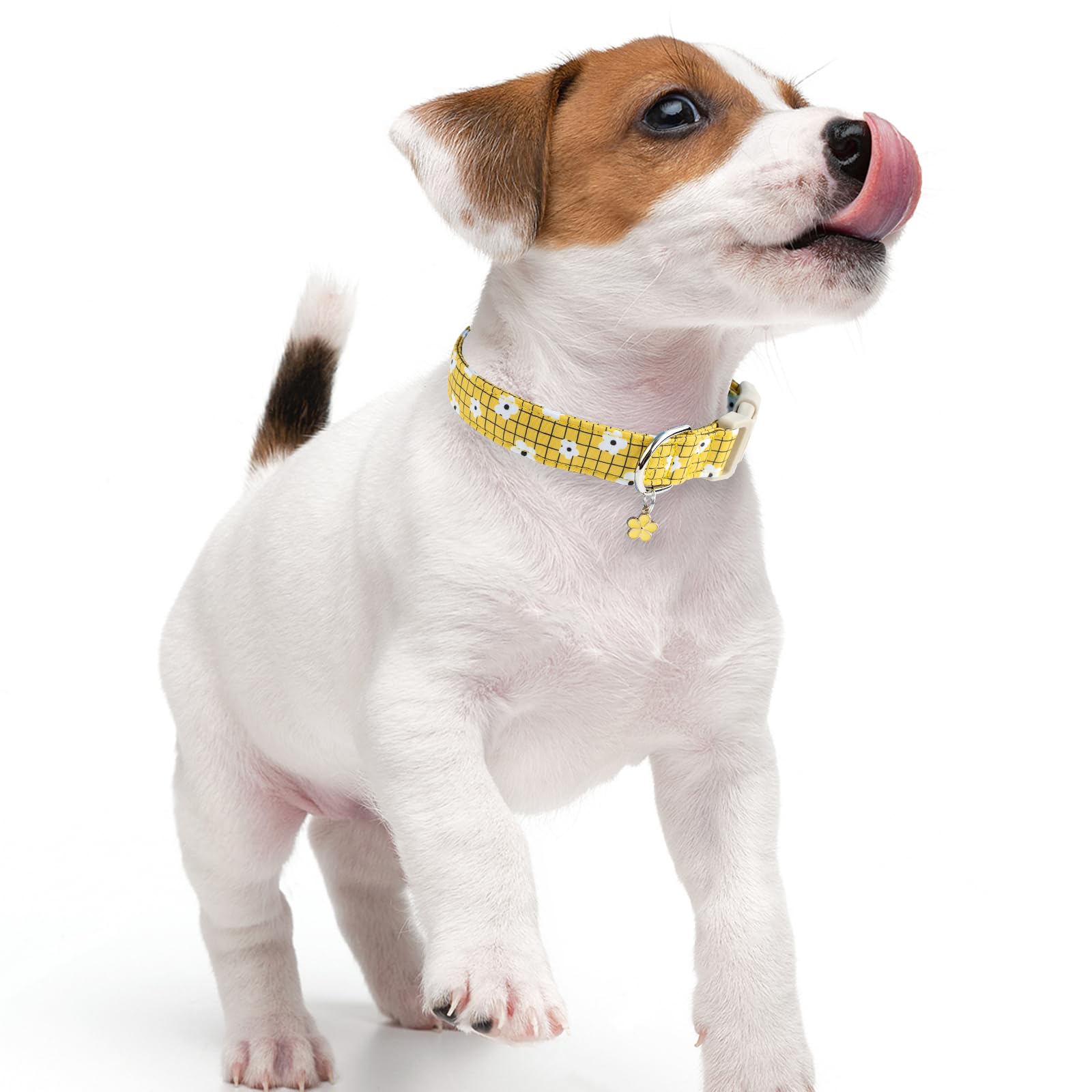 Collar Faygarsle para uso diario al exterior, ligero y cómodo durante paseos.