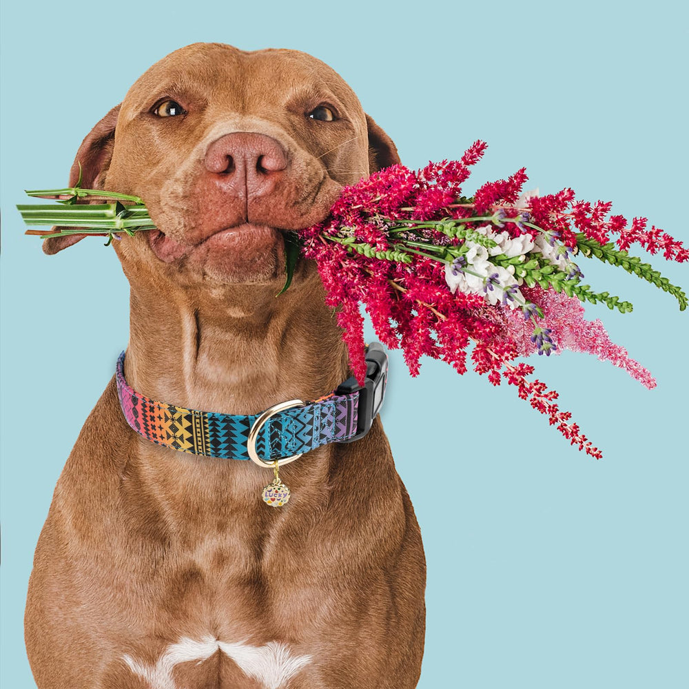 Faygarsle collar para perro uso diario, apto para paseos y juego.