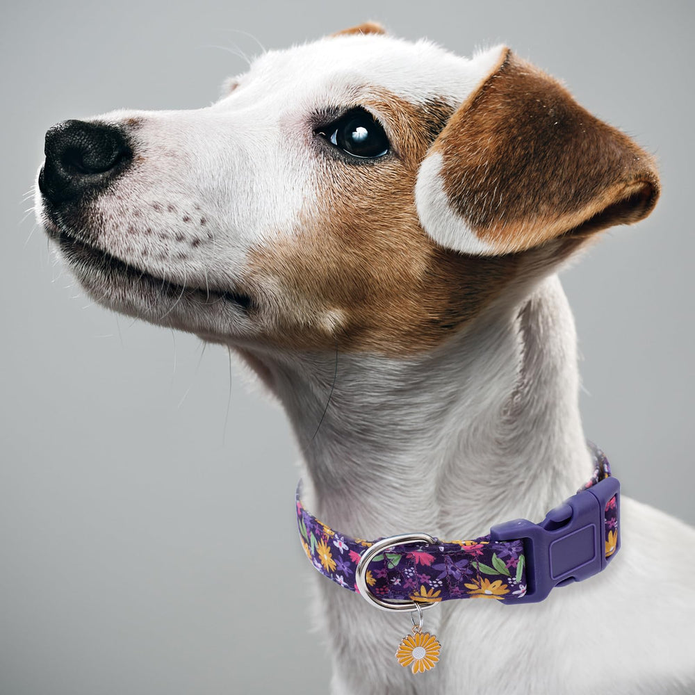 Collar Faygarsle para uso todo el año, resistente y cómodo.