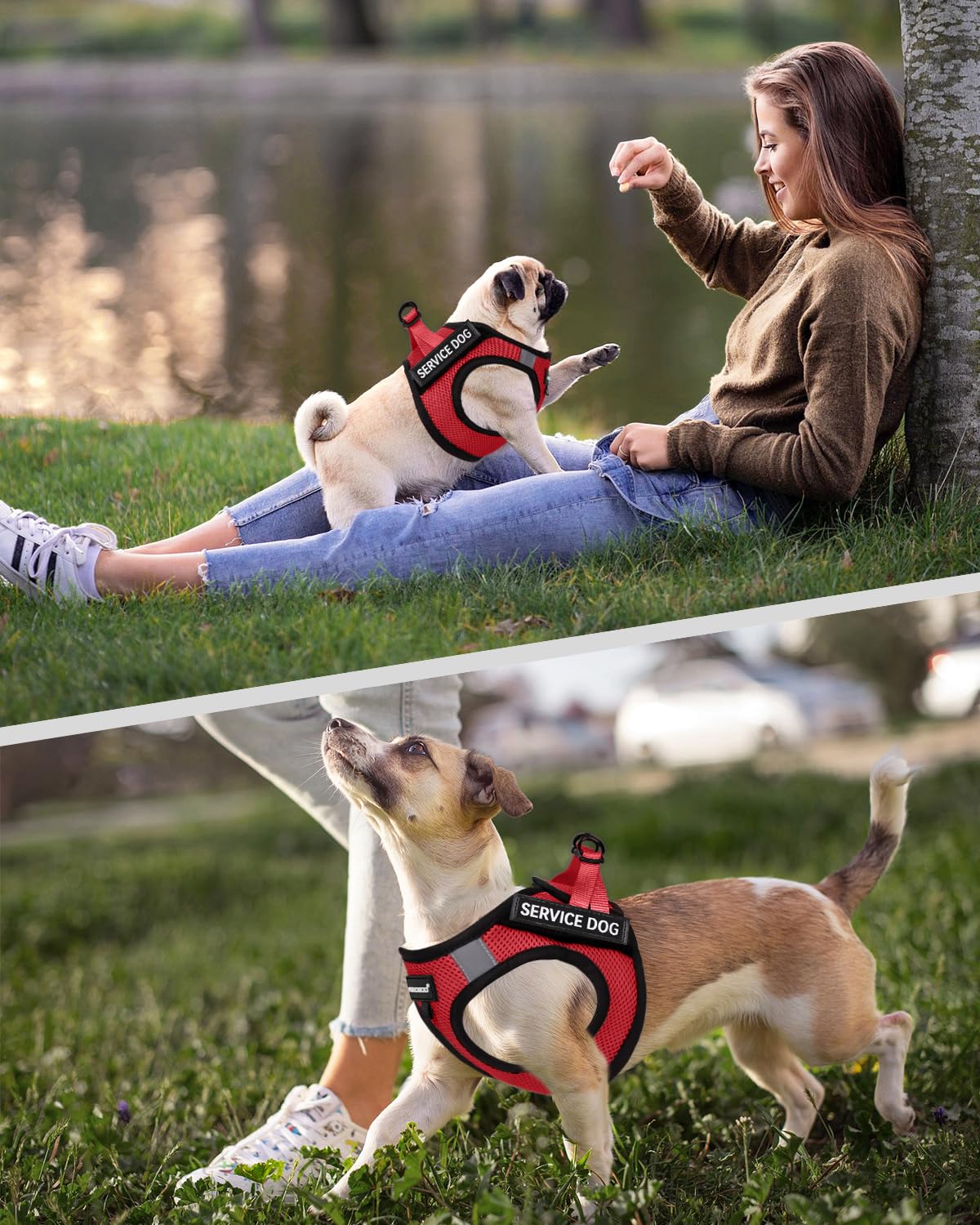 Fayogoo Service Dog Vest con 6 parches removibles: servicio, entrenamiento y seguridad.