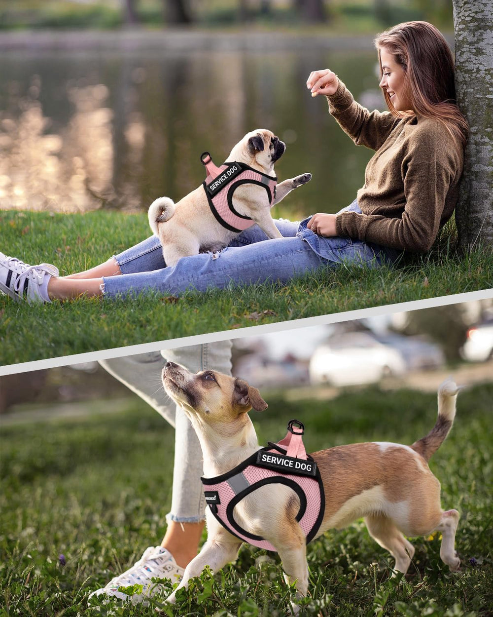 FAYOGOO arnés de servicio para perros: tallas XS, S, M y L para razas pequeñas y medianas.