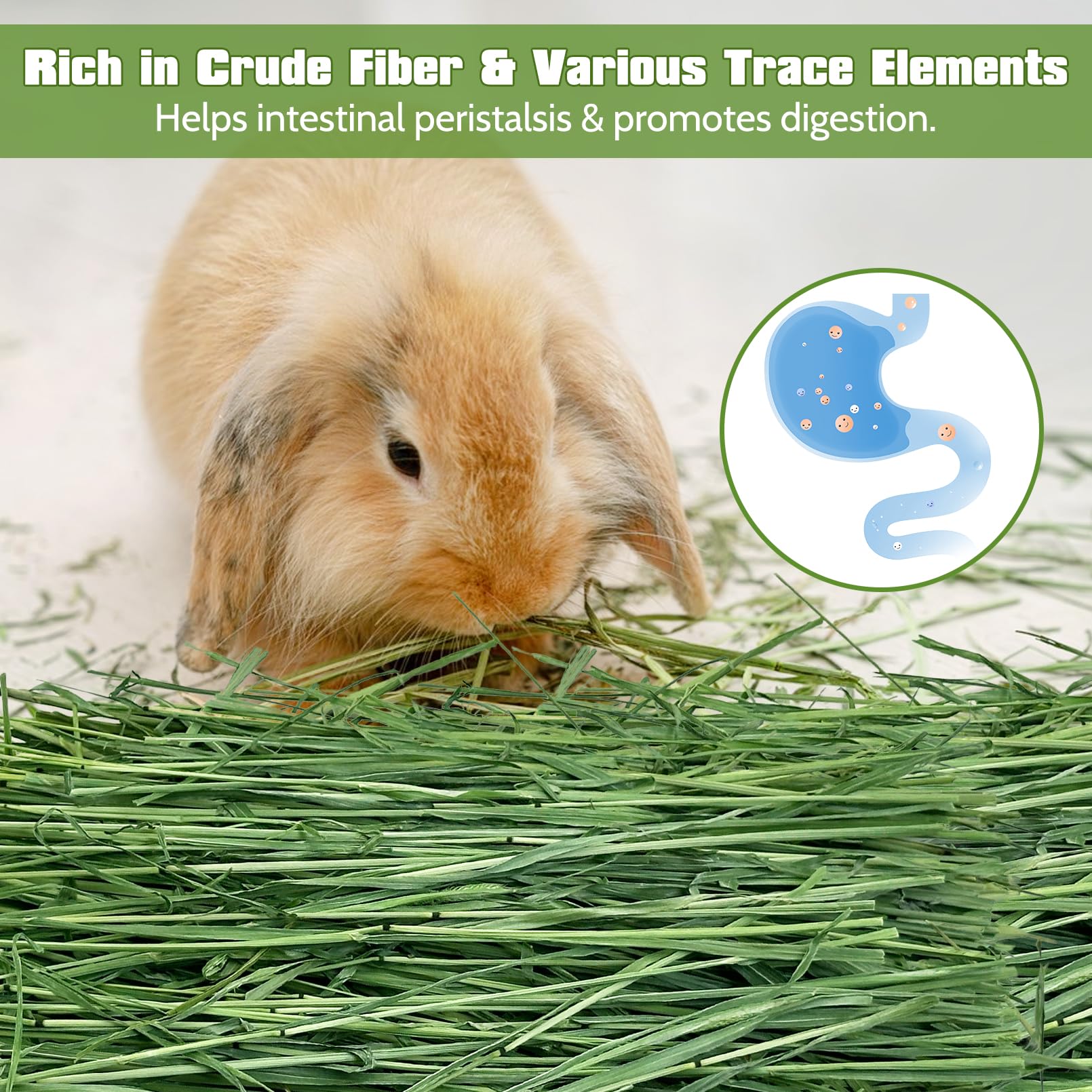Fhiny Timothy Hay, secado al aire para conservar color verde y nutrientes.