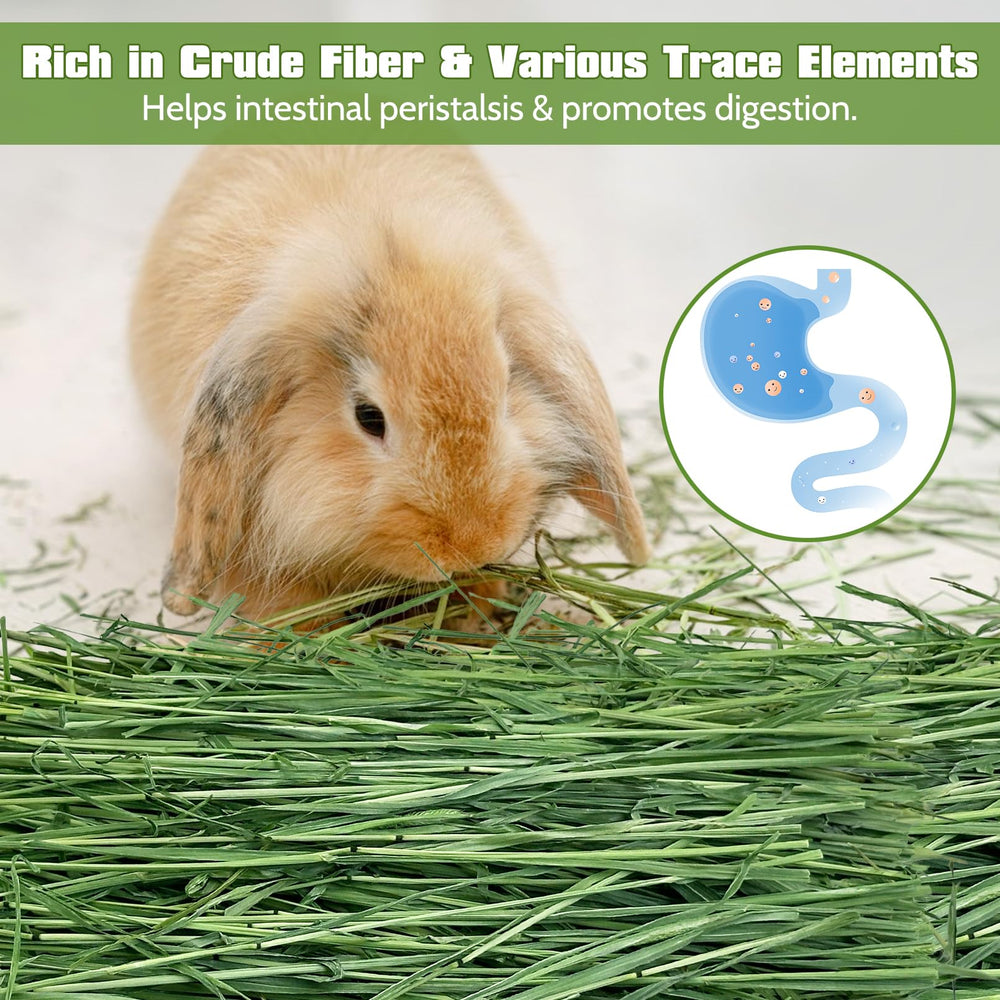 Fhiny Timothy Hay, secado al aire para conservar color verde y nutrientes.