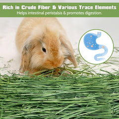Fhiny Timothy Hay, secado al aire para conservar color verde y nutrientes.