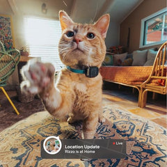 Fi Mini GPS Tracker alertas de escape para mantener a tu gato dentro.