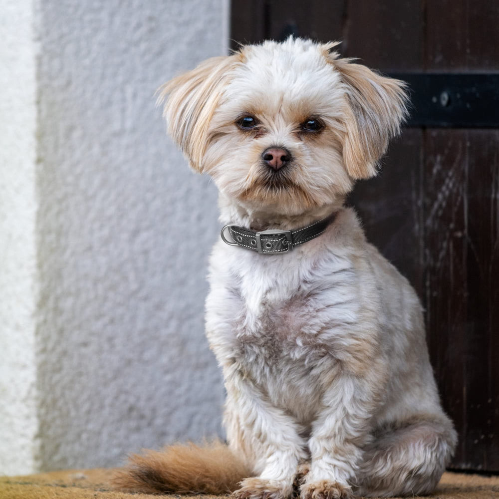 Uso diario y senderismo con el collar Fida para perros pequeños.