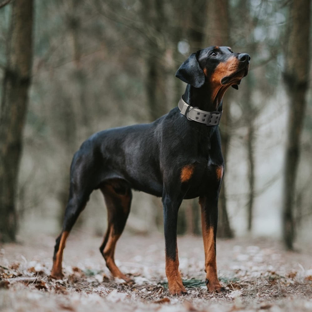 Diseño ligero y duradero del collar Fida XL para perros activos
