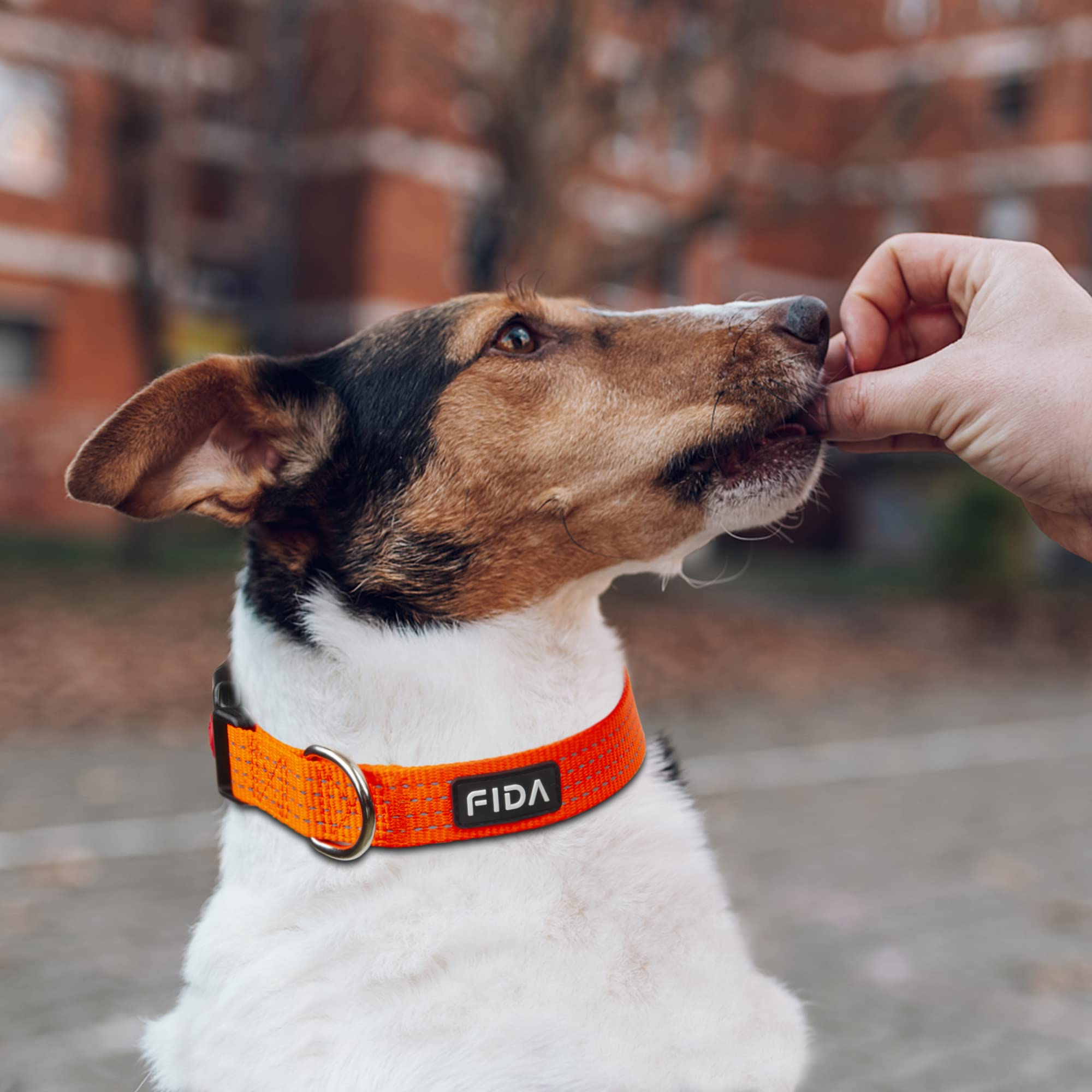 Uso nocturno: perro camina con collar Fida para mayor visibilidad.
