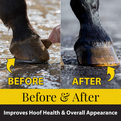 Hoof Oil Fiebing's mejora flexibilidad y reduce agrietamiento.