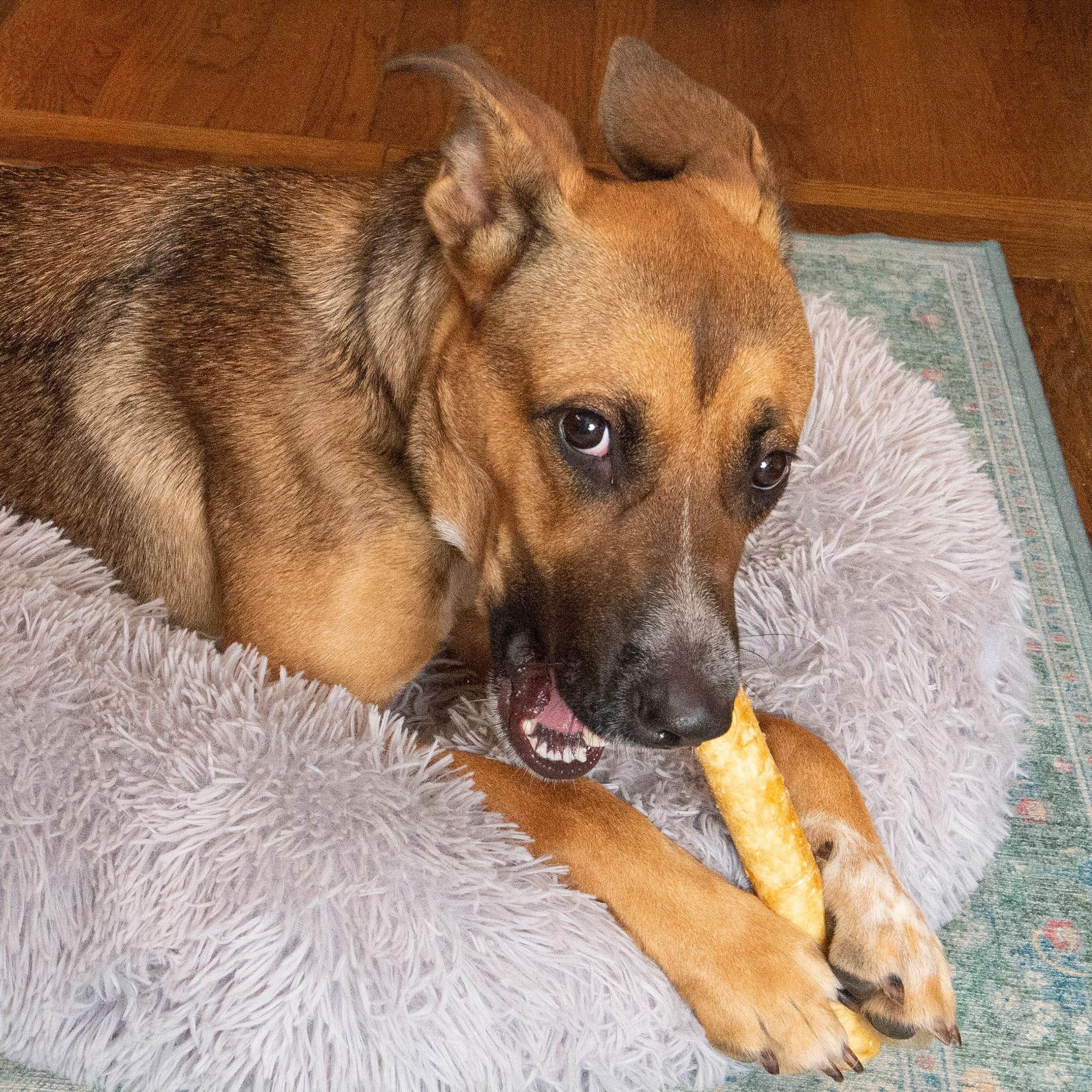 Fieldcrest Farms Nothin’ to Hide: 9 pulgadas de longitud para perros de tamaño medio