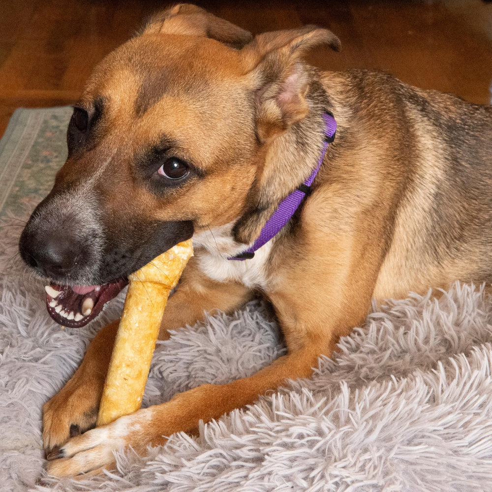 Fieldcrest Farms ofrece un producto digestible para perros grandes.