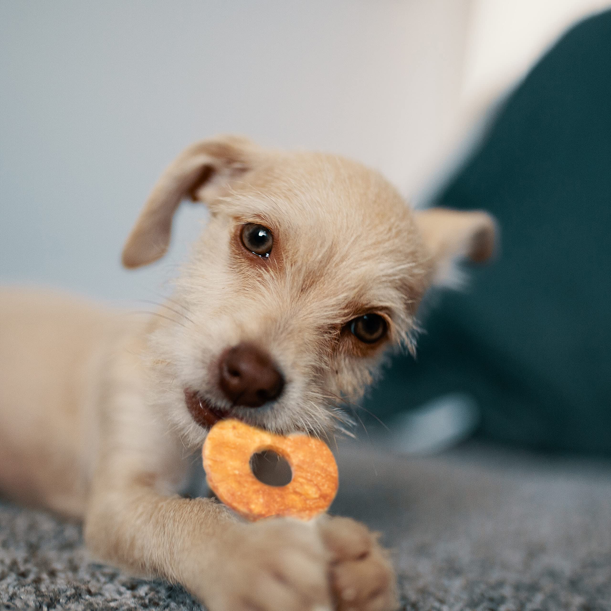 Fieldcrest Farms Nothin' to Hide opción de snack saludable para perros
