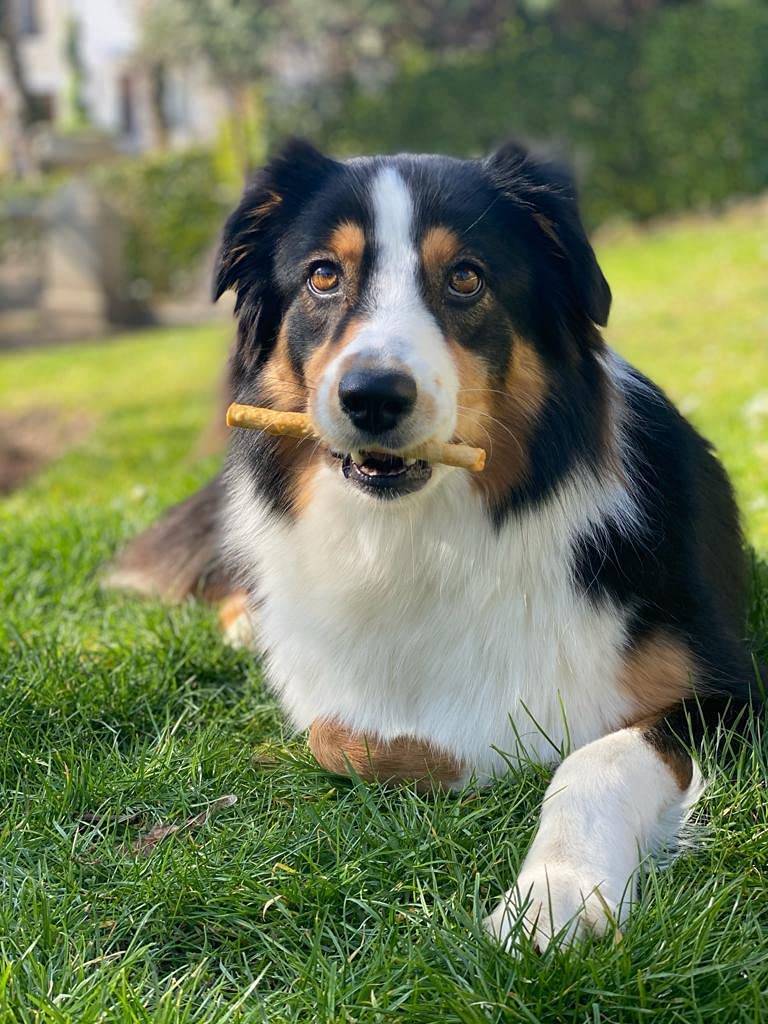 Fieldcrest Farms textura digestible, ideal para perros de todas las edades.