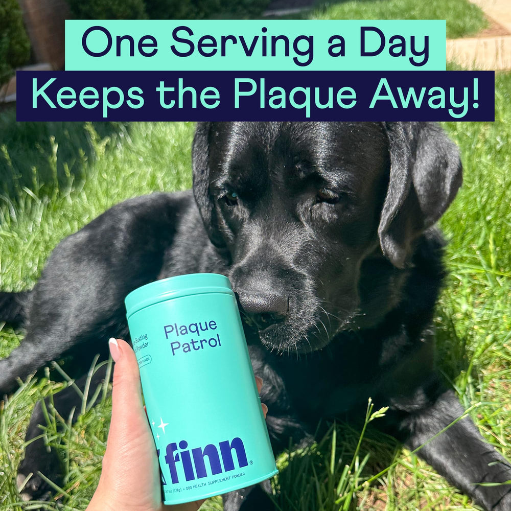 Finn polvo dental para perros, empaque práctico y compacto para guardar.