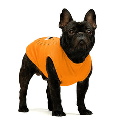 Camiseta para perro con cara de cerdo, colores vivos para salidas.