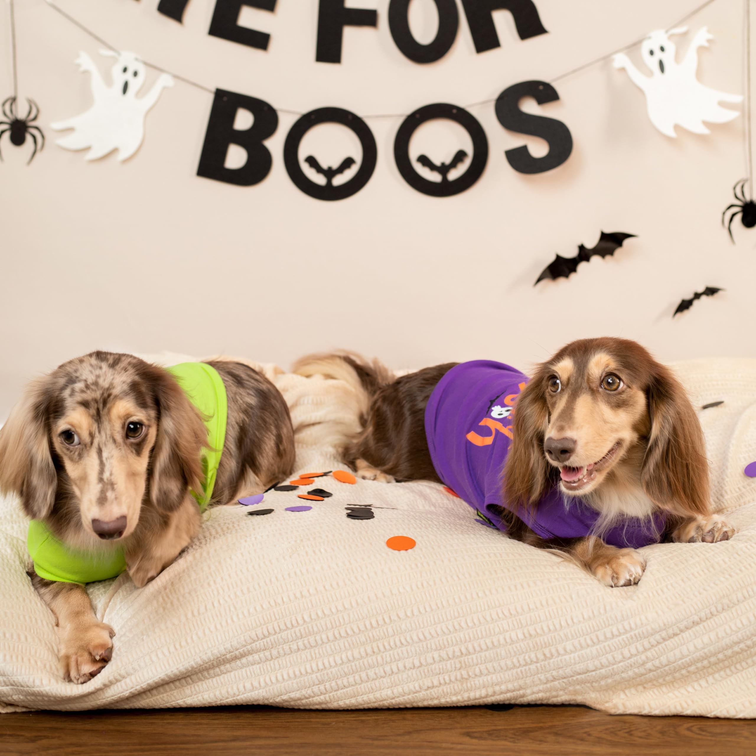 Fitwarm camiseta perro para fiesta brujas, brinda comodidad y estilo festivo