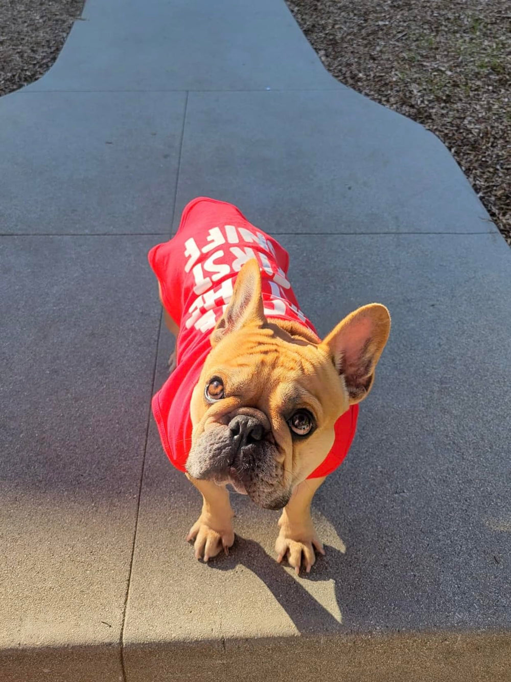 Fitwarm camiseta perro pequeno para paseos diarios.