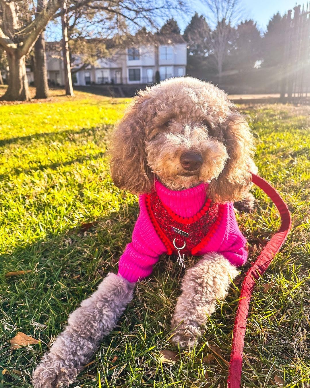 Detalle de cuello alto de Fitwarm para perro pequeño, manteniendo el cuello caliente.