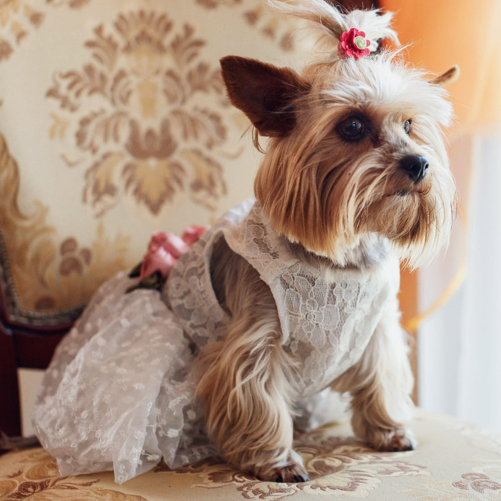 Detalle de encaje rosa y accesorios florales en el vestido Fitwarm canino
