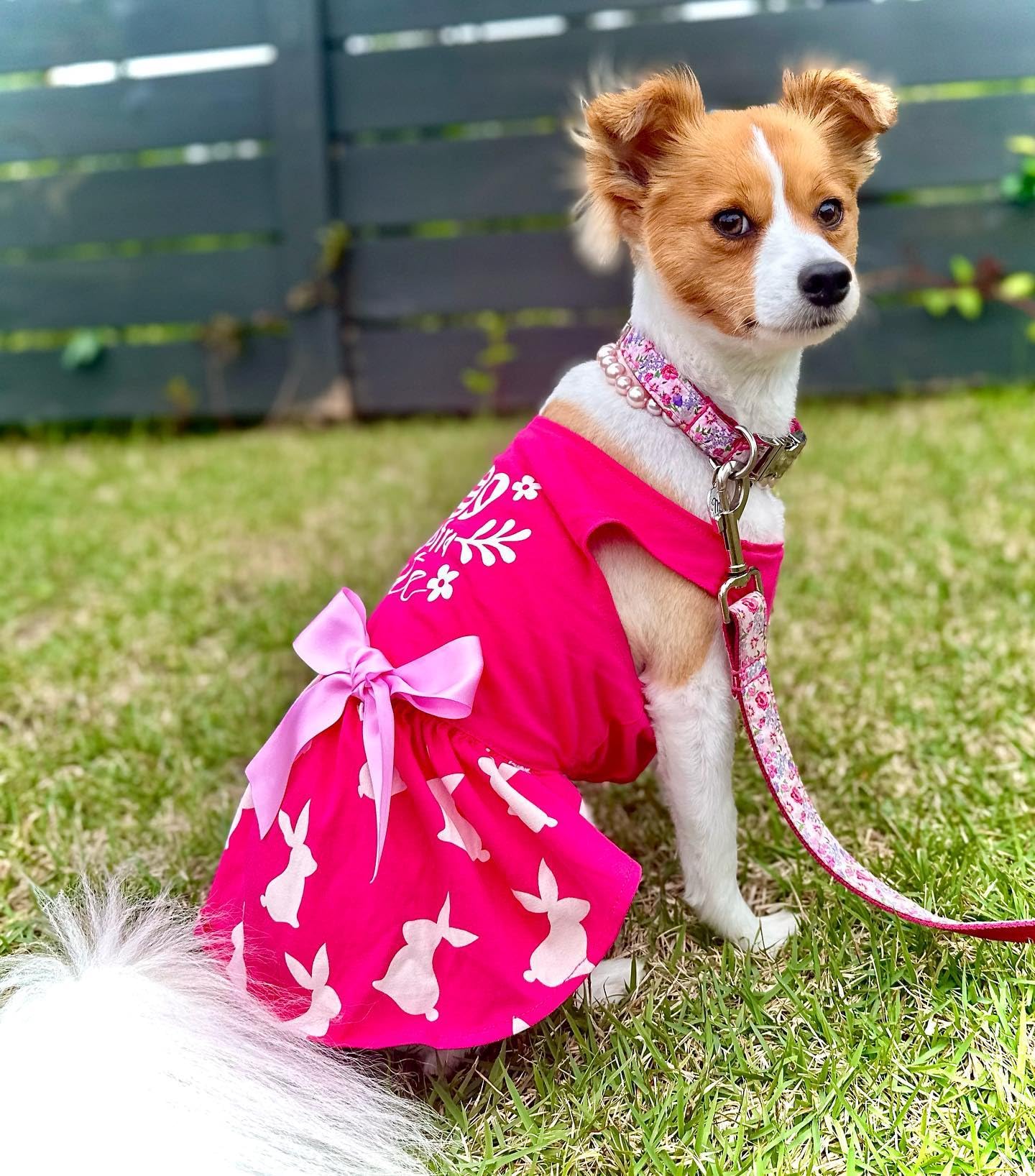 Fitwarm vestido para perros pequeños con impresión de conejo y lazo, rosa, XS