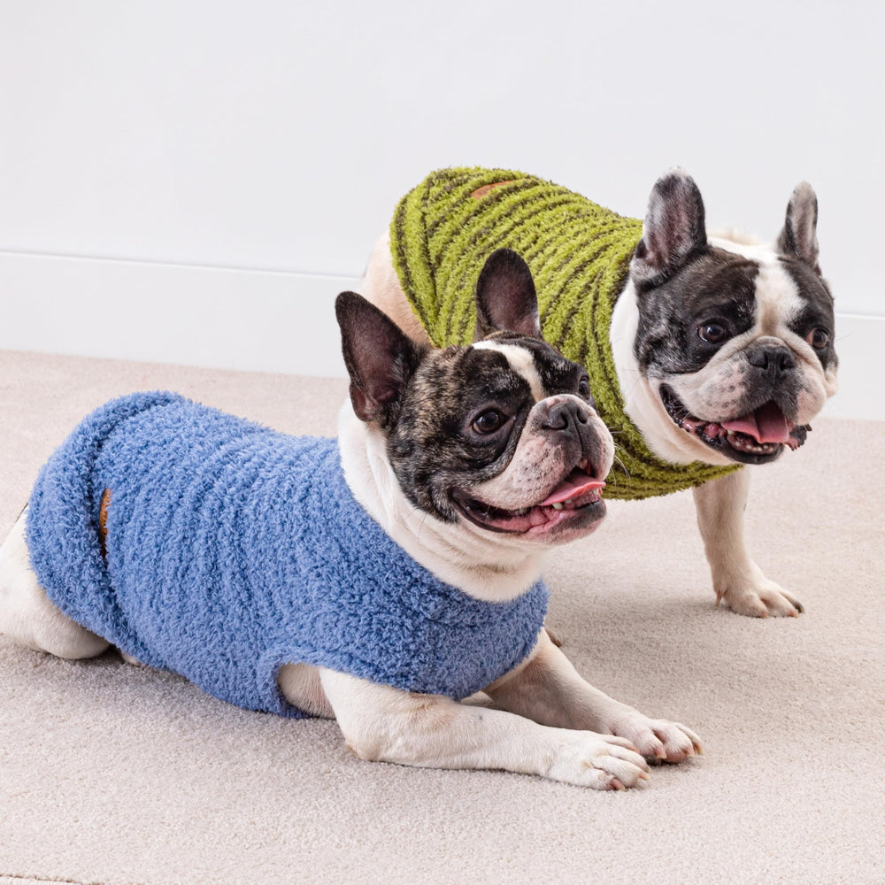 Mascota feliz con sudadera Fitwarm en casa.