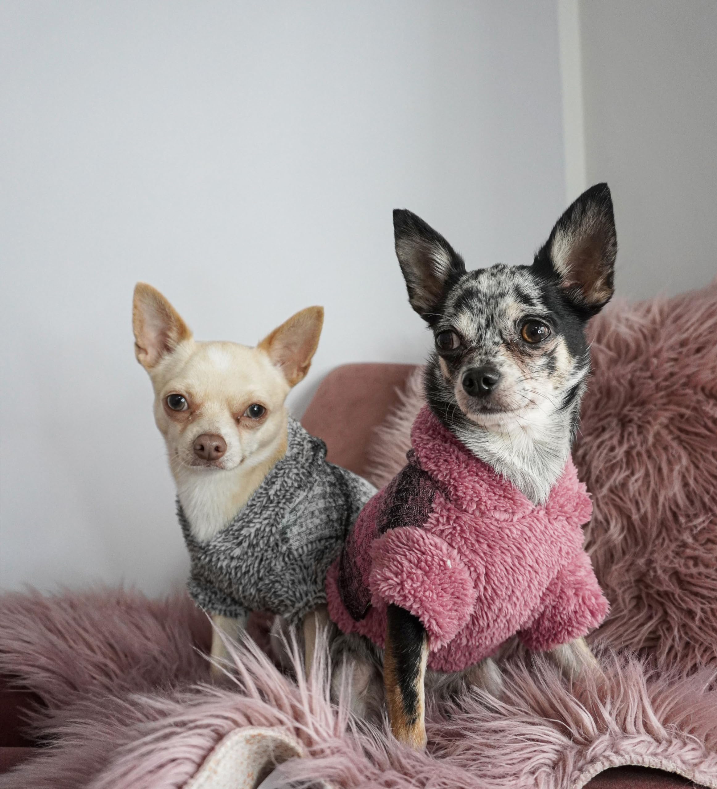 Fitwarm sudadera para perro pequeño capucha negra, diseño cómodo para casa y parque