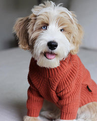 Fitwarm tejido termico suave protege la piel del perro durante caminatas.